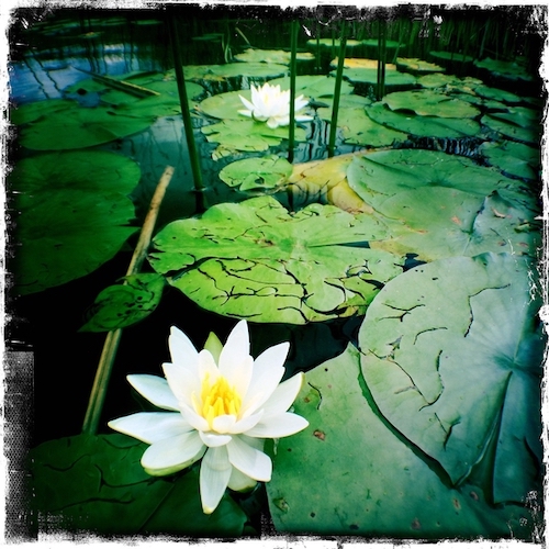 Event image iPHONE PHOTOGRAPHY